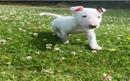 English Bull Terrier dogs for sale: Outstanding male bull terriers  - Image 9
