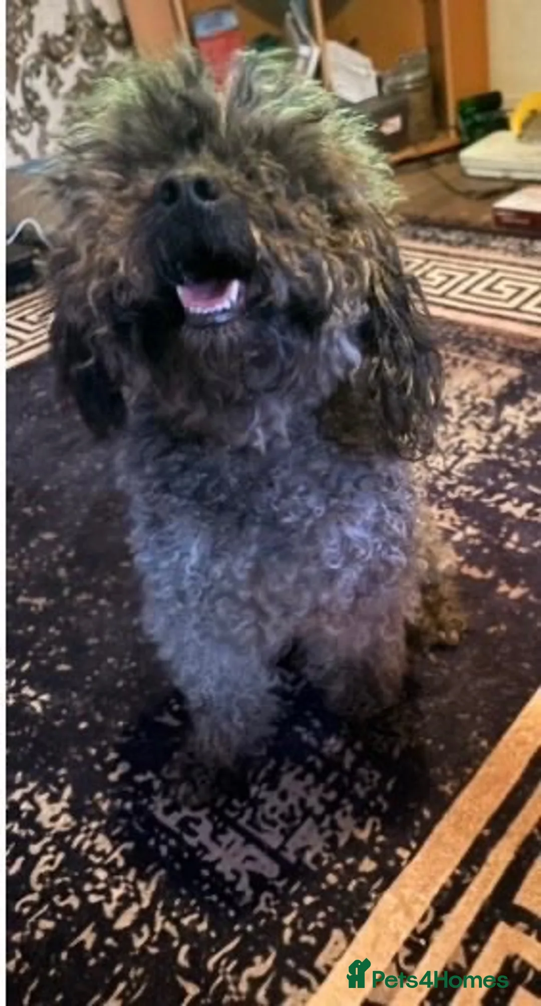 Miniature Poodle dogs for sale: Miniature poodle pups ready for their forever home - Advert 1