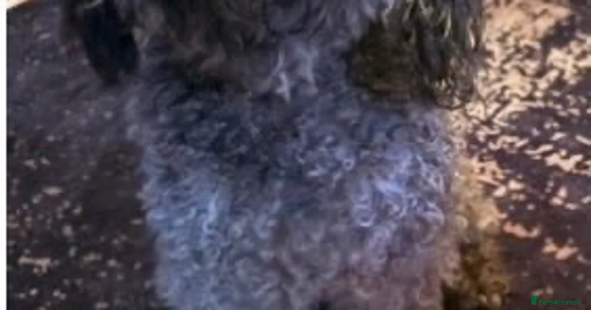 Podle Mini Miniature poodle pups ready for their forever home for sale in ...