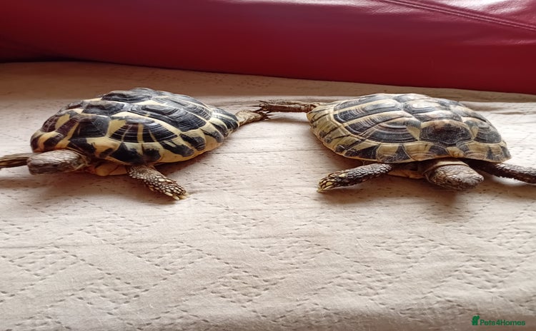 Tortoise reptiles in Wokingham - Advert 11