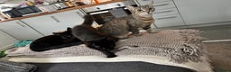 British Longhair cats for sale: Older Kitten - Advert 4