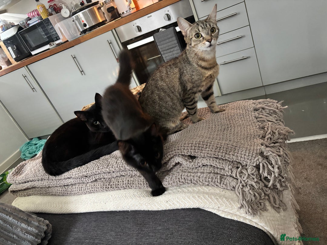 British Longhair cats for sale: Older Kitten - Image 4