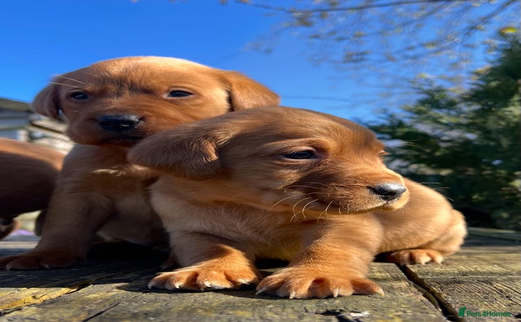 Labrador Retriever dogs - Advert 2