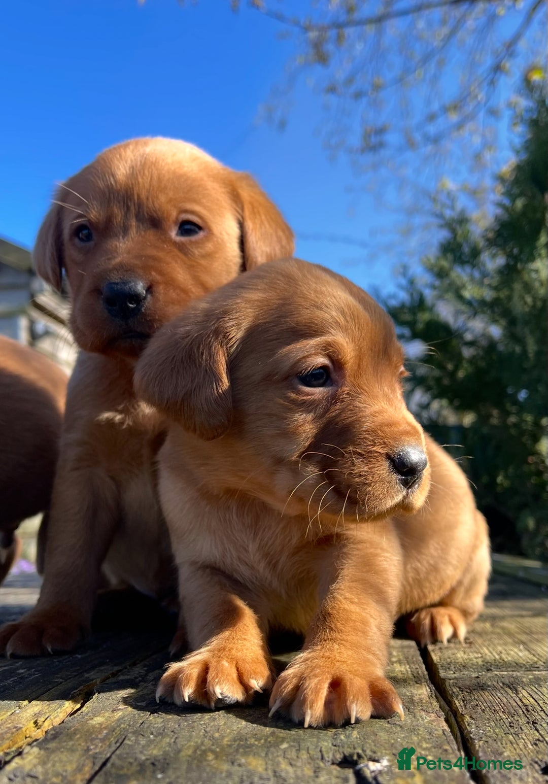 Labrador Retriever dogs for sale: Fox Red Labrador Puppies Health Tested - Image 1
