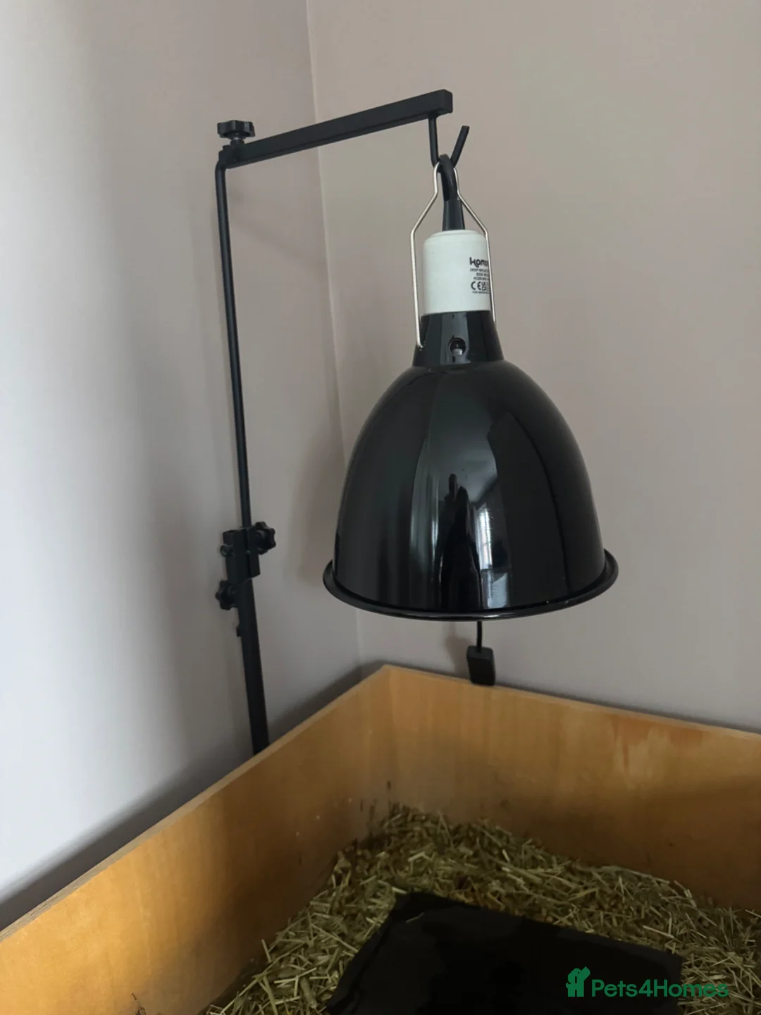 Tortoise reptiles for sale: 2 years old tortoise in Leicester - Advert 10