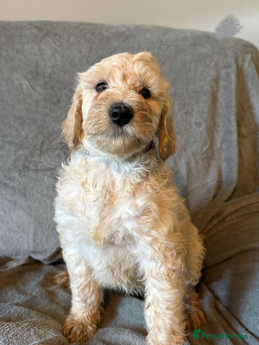 Labradoodle dogs for sale:  Standard Labradoodle puppies  - Image 13