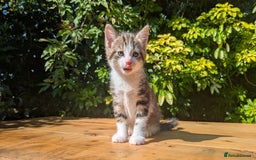 Mixed Breed cats for sale: Tuxedo Kittens - Image 23