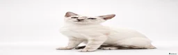Bengal cats for sale: 🐆F6 Pedigree Bengal Kittens | TICA Registered in Leeds - Advert 18