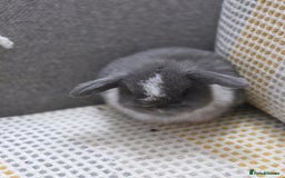 Mini Lop rabbits for sale: Minilops - Image 7