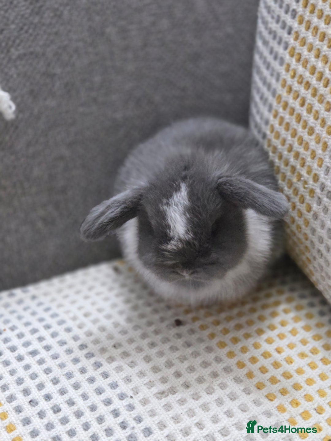 Mini Lop rabbits for sale: Minilops - Image 7