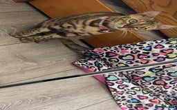 Bengal cats for sale: 1 Pedigree Brown Bengal x Snow Lynx Bengal - Image 4