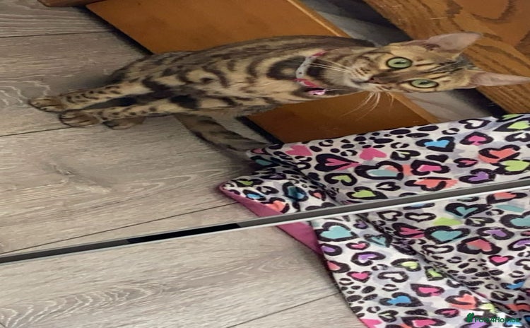 Bengal cats - Advert 8