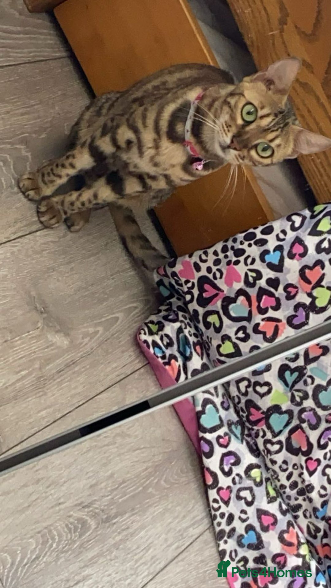 Bengal cats for sale: 1 Pedigree Brown Bengal x Snow Lynx Bengal - Image 4