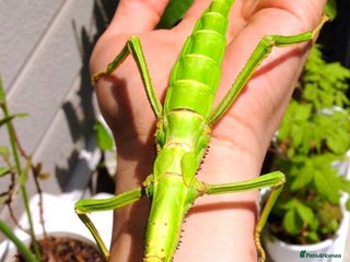 Stick Insects invertebrates - Advert 2