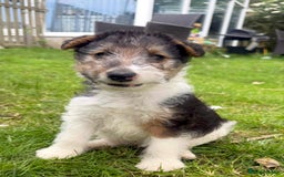 Fox Terrier dogs for sale: KC registered Wire hair fox Terrier puppies  - Image 8