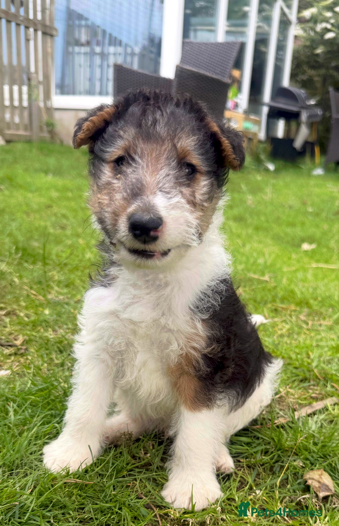 Fox Terrier dogs for sale: KC registered Wire hair fox Terrier puppies  - Image 8