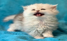 Persian cats for sale: Three Persian Chinchilla Kittens GCCF registered  - Image 7