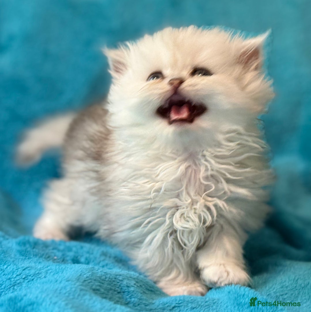 Persian cats for sale: Three Persian Chinchilla Kittens GCCF registered  - Image 7