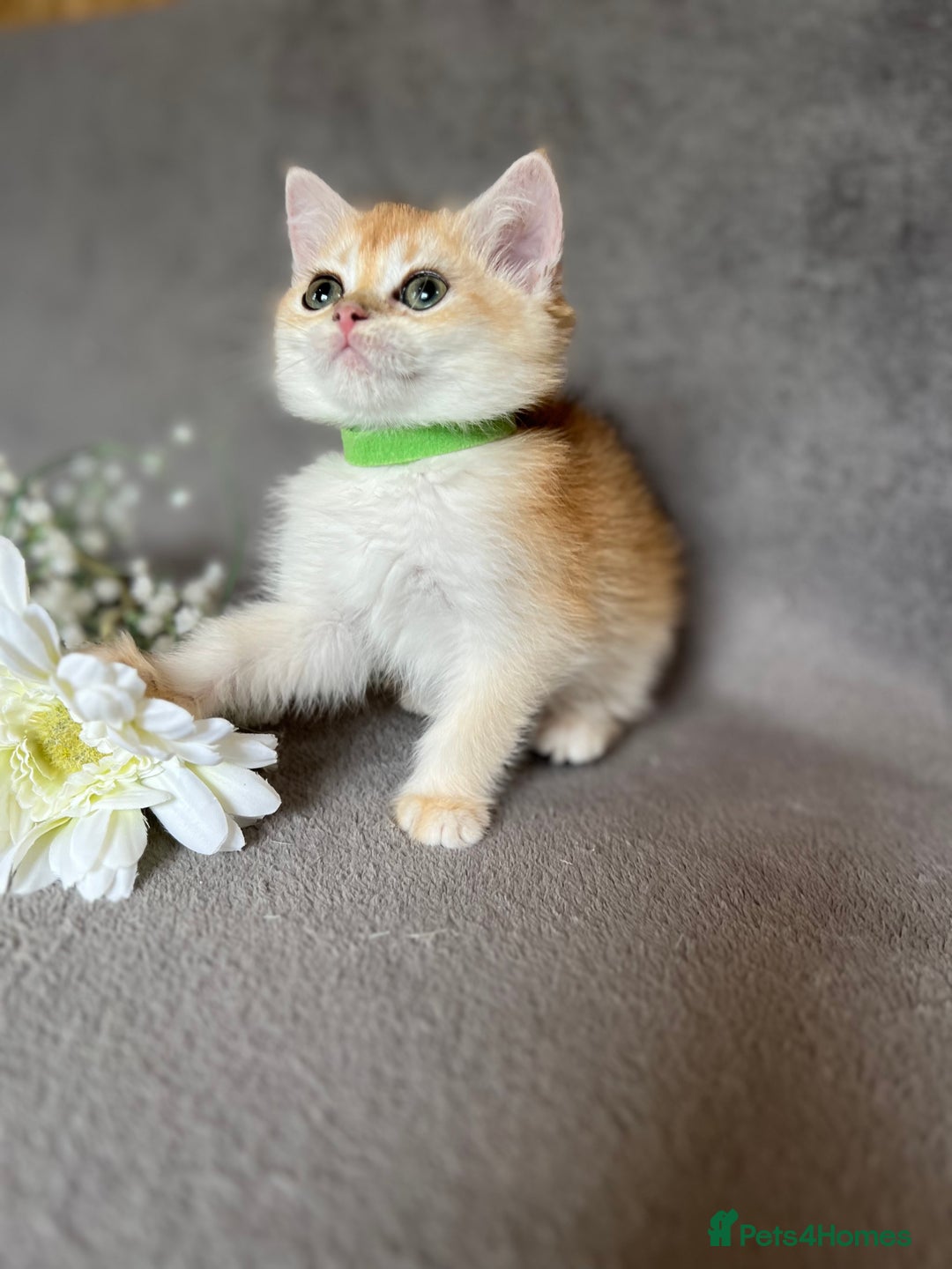 British Shorthair cats for sale: NY 12 British shorthair GCCF golden kittens  - Image 6