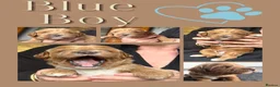 Australian Labradoodle dogs for sale: 100% Pure bred Australian Labradoodle  - Advert 37