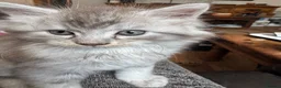 Maine Coon cats for sale: ✨ EXCEPTIONAL TICA-REGISTERED MAINE COON KITTENS ✨ - Advert 13