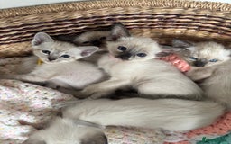 Ragdoll cats for sale: Ragdoll x Oriental kittens  - Image 18