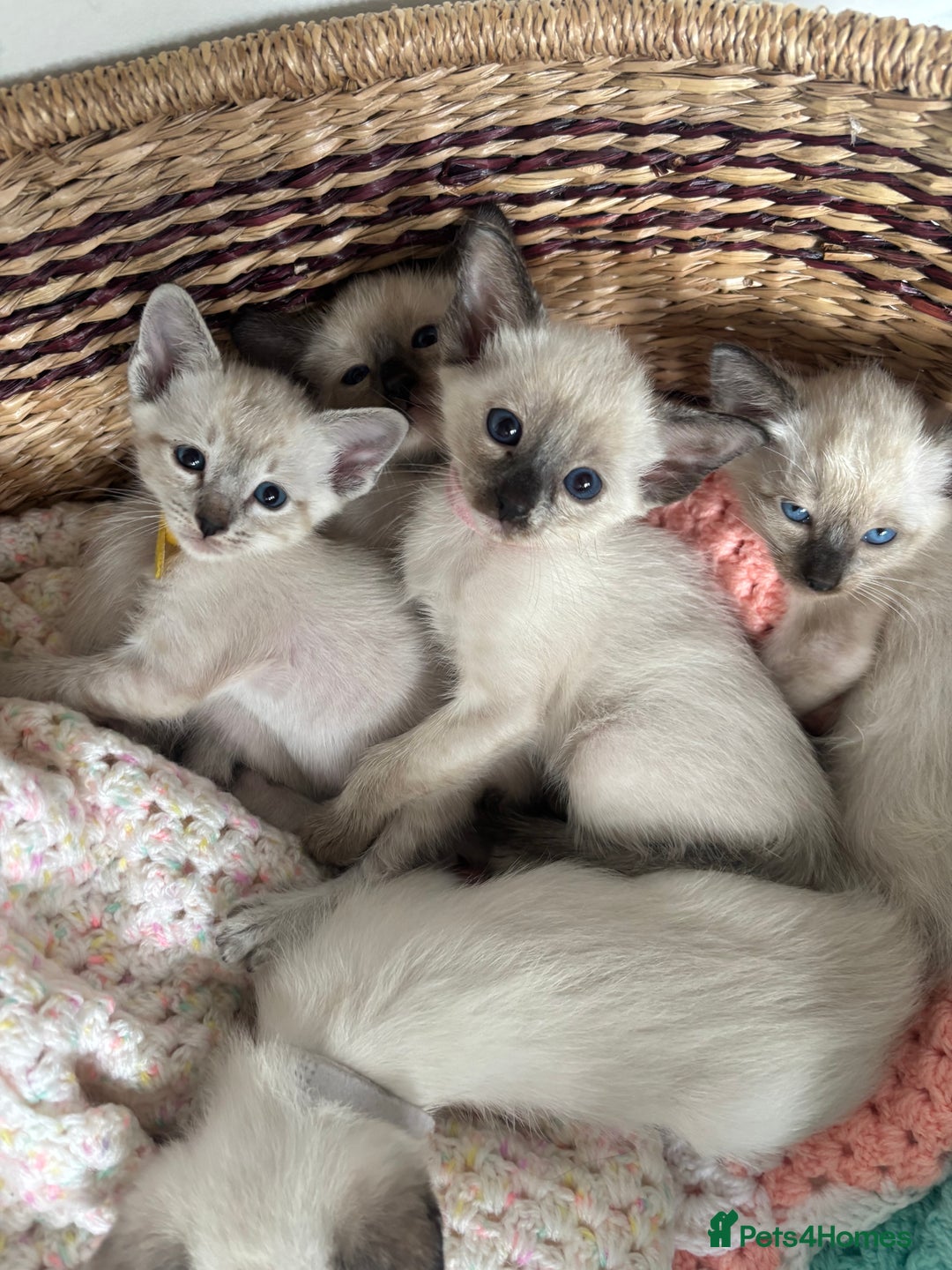 Ragdoll cats for sale: Ragdoll x Oriental kittens  - Image 18