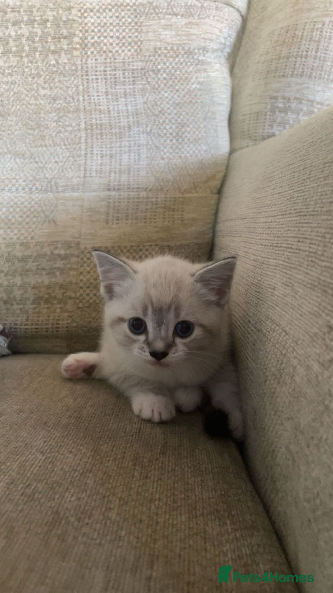 Mixed Breed cats for sale: 5 gorgeous kittens - Advert 2