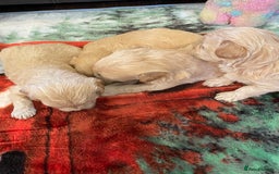 Maltipoo dogs for sale: Beautiful Apricot Maltipoo puppies. - Image 23