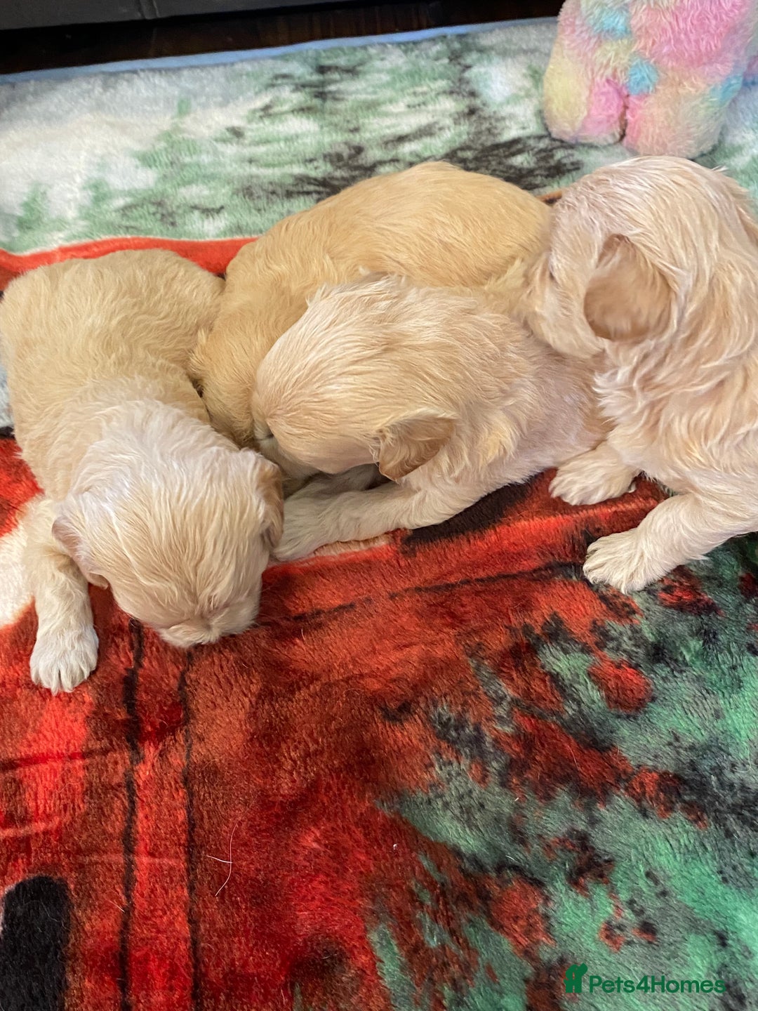 Maltipoo dogs for sale: Beautiful Apricot Maltipoo puppies. - Image 23