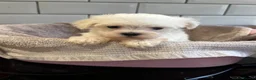Maltese dogs for sale: Maltese Puppies - Advert 29