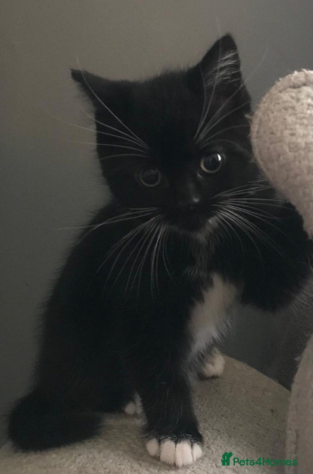 Mixed Breed cats for sale: Male black and white kitten  - Advert 3