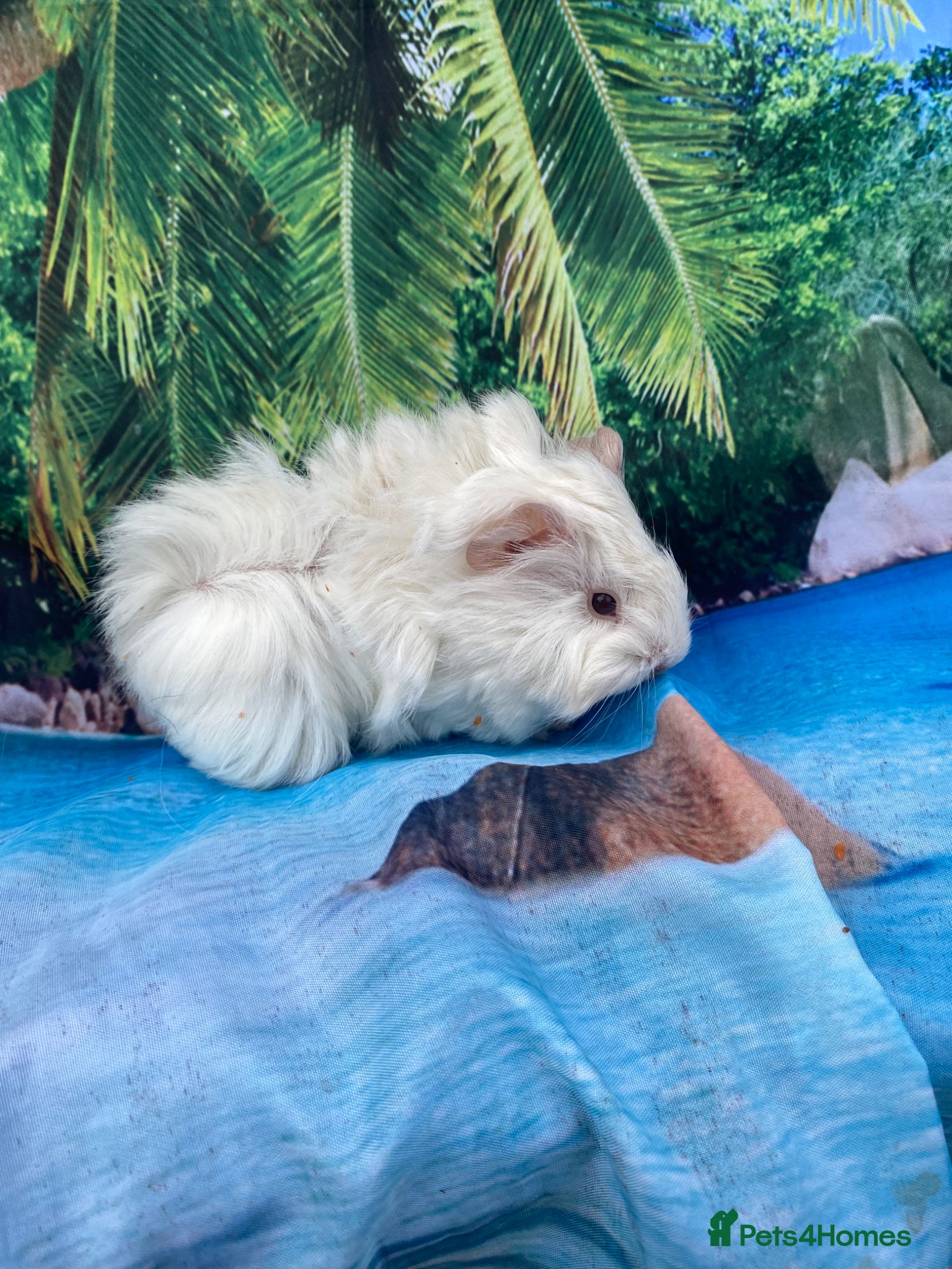 Guinea Pig rodents Last One Ginger Peruvian cross Silkie babies May - Advert 2