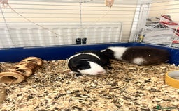 Guinea Pig rodents for sale: 2 beautiful bonded girls - 7 months old  in Doncaster - Image 3