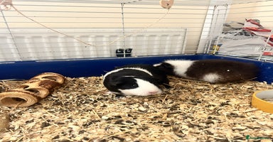 Guinea Pig rodents in Doncaster - Advert 8
