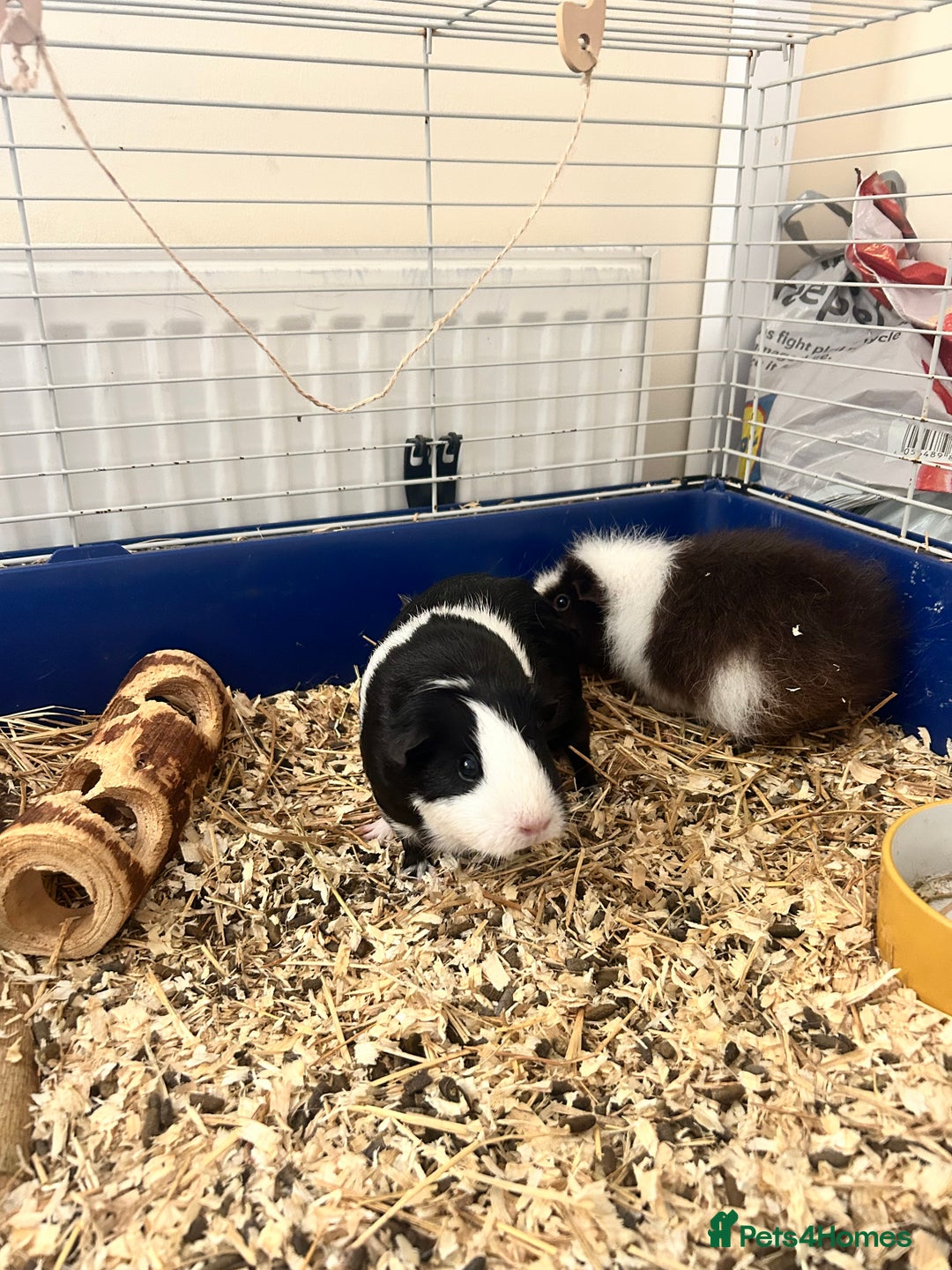 Guinea Pig rodents for sale: 2 beautiful bonded girls - 7 months old  in Doncaster - Image 3