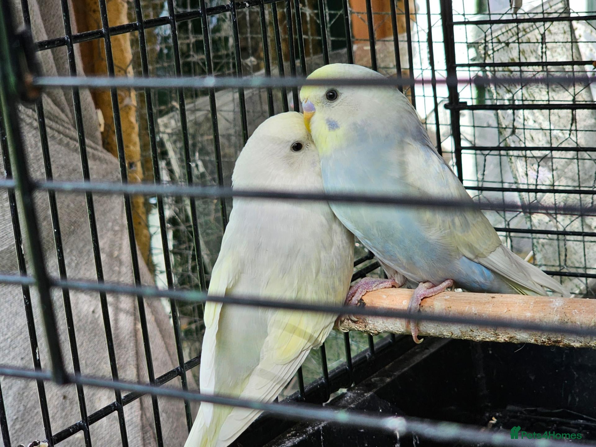 Budgerigars birds  Budgies, - Advert 20