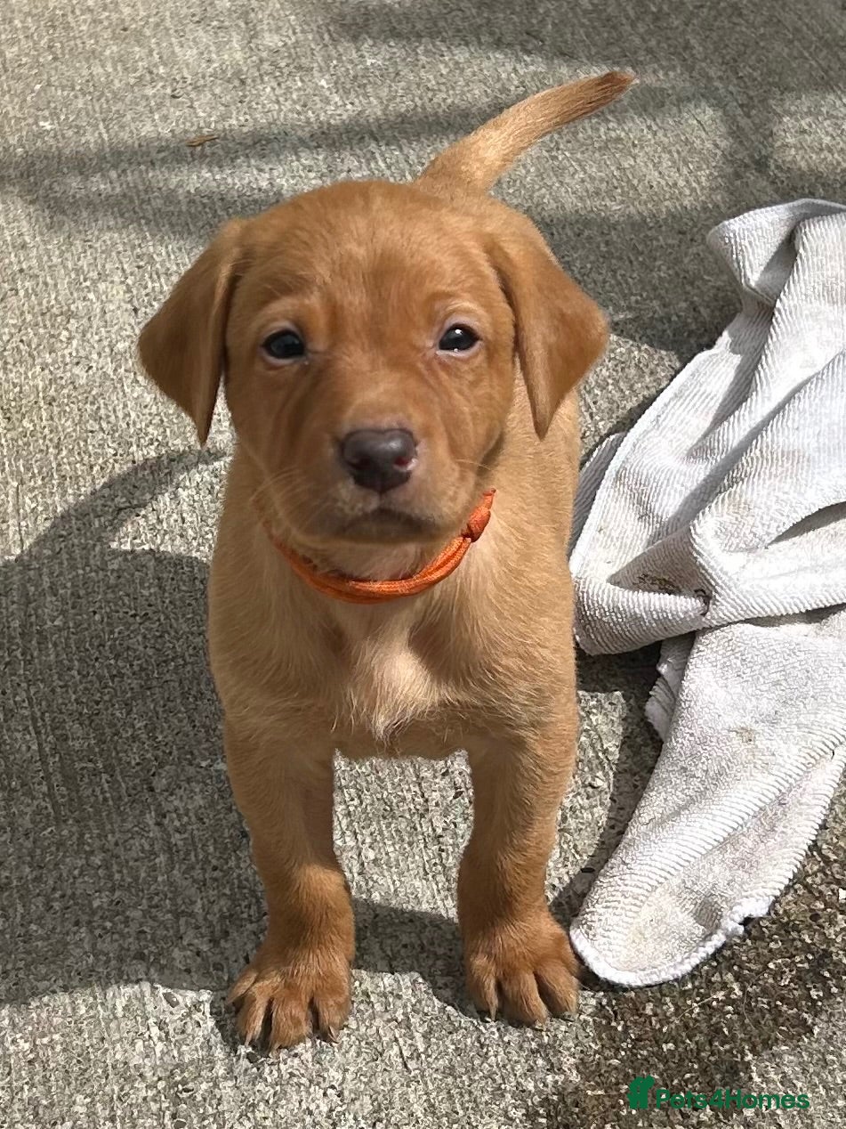 Labrador Retriever dogs KC REG FOX RED LABRADOR PUPPIES - Advert 6