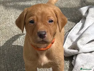 Labrador Retriever dogs KC REG FOX RED LABRADOR PUPPIES - Advert 6