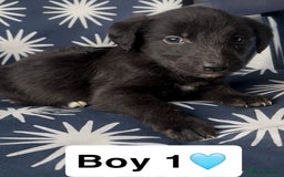 Mixed Breed dogs for sale: Bedlington whippet puppies - Image 6