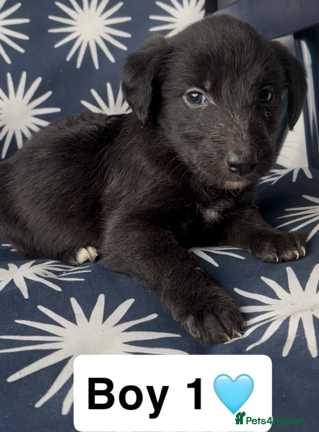 Mixed Breed dogs for sale: Bedlington whippet puppies - Image 6