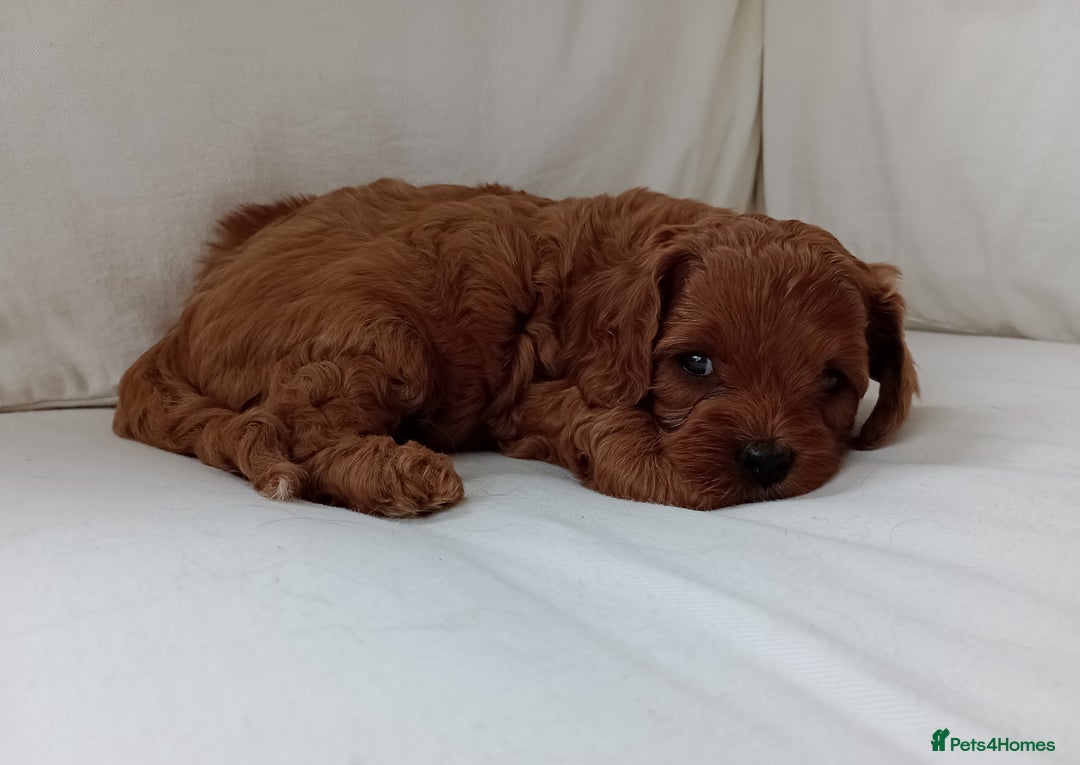 Cavapoo dogs for sale: Gorgeous Red F1 Cavapoo Puppies With H/T Parents - Image 6