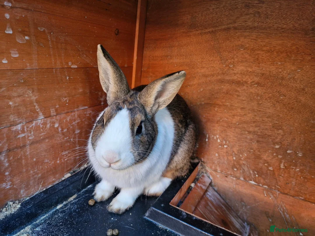 Dutch rabbits for sale: Dutch  in Telford - Advert 2