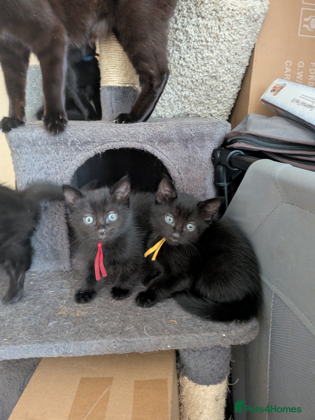 Maine Coon cats for sale: Last 2 beautiful Maine coon x males  - Image 1