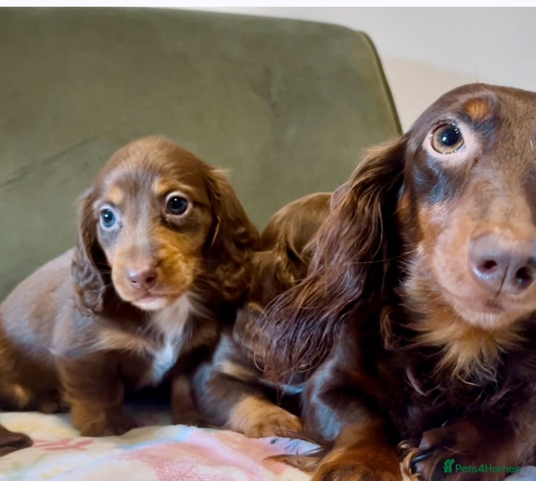 Miniature Dachshund dogs for sale: KC reg PRA clear long hair mini dachshund puppies  in Maidstone - Image 15