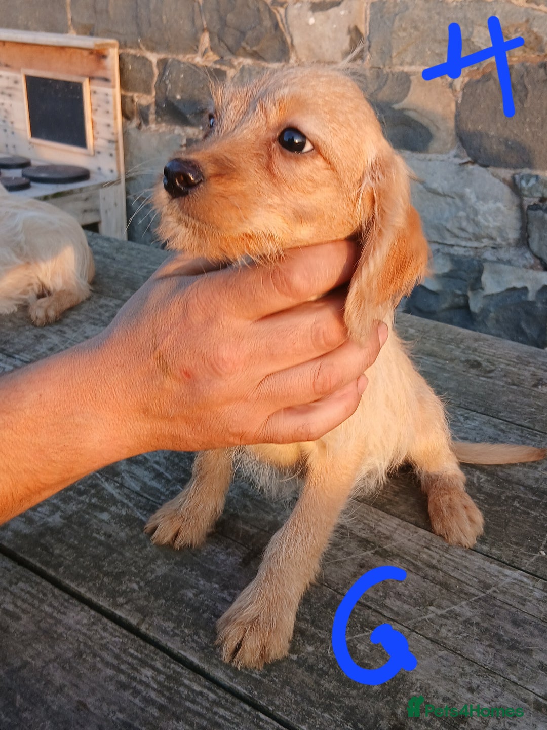 Labradoodle dogs for sale: Labradoodle pups for sale - Image 10