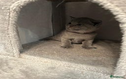 British Shorthair cats for sale: Stunning British shorthair kittens - Image 8