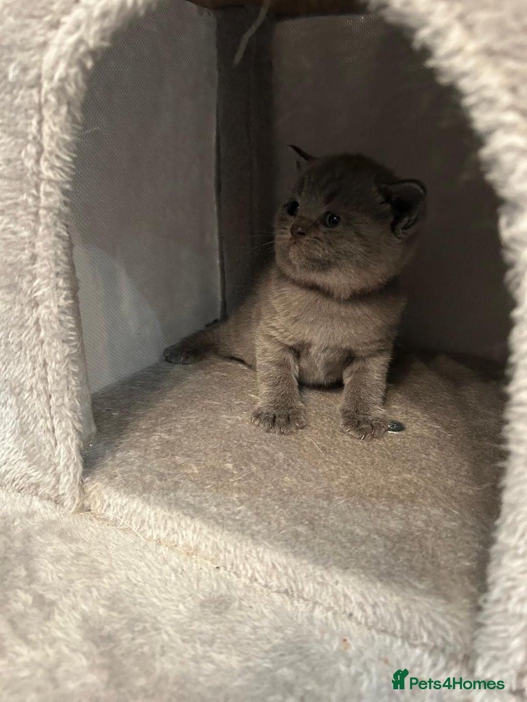 British Shorthair cats for sale: Stunning British shorthair kittens - Image 8