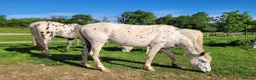 Appaloosa horses for sale: Beautiful Appaloosa filly to make 15.2hh - Advert 5