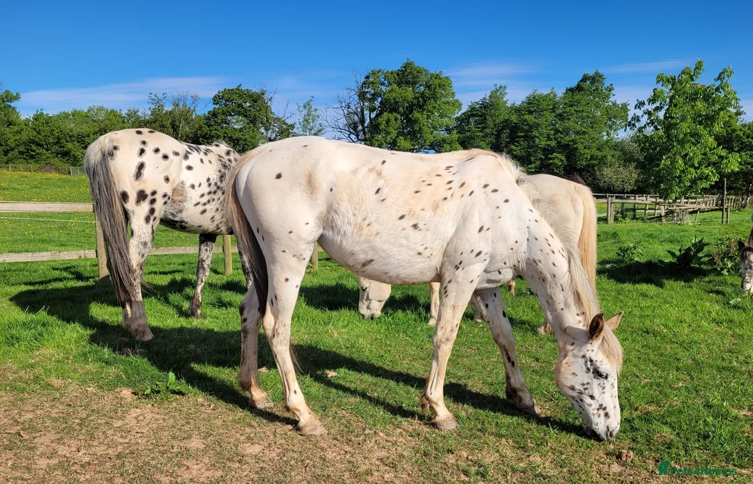 Appaloosa horses for sale: Beautiful Appaloosa filly to make 15.2hh - Advert 5